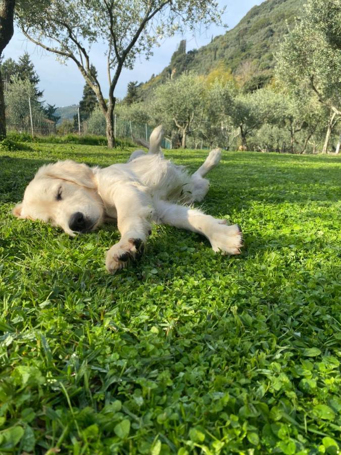 Sotto Il Cielo Di Toscana Appartamenti In Tenuta Only Adults No Pet Camaiore Exteriör bild