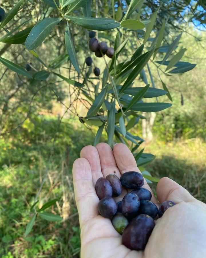 Sotto Il Cielo Di Toscana Appartamenti In Tenuta Only Adults No Pet Camaiore Exteriör bild