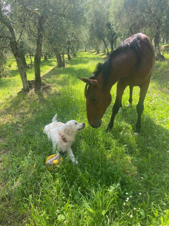 Sotto Il Cielo Di Toscana Appartamenti In Tenuta Only Adults No Pet Camaiore Exteriör bild